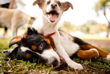 Does home insurance cover dog bites?