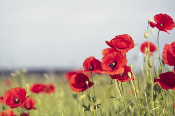 Veterans’ Week and Remembrance Day: Honouring Service, Courage and Sacrifice