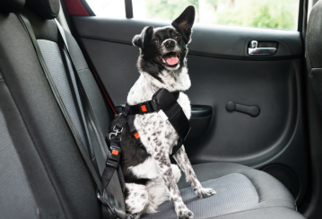What you need to know about driving with pets and auto insurance