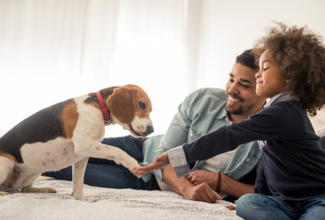 Pet proof your home in 7 easy steps